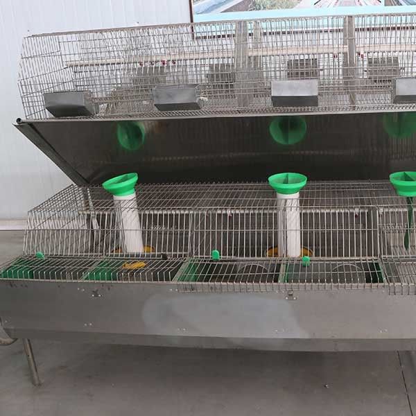 Cages galvanisées automatiques de lapin, cage moderne de lapin de cellules femelles du lapin 24