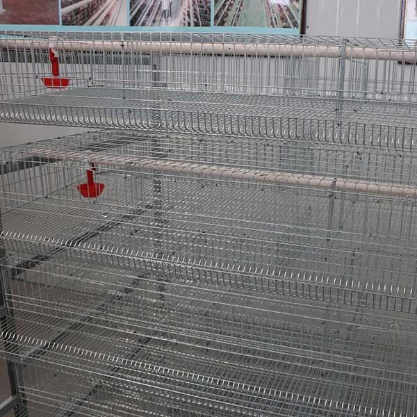 L'élevage d'intérieur de cailles de ferme met en cage 6 rangées 12 cailles des cellules 288