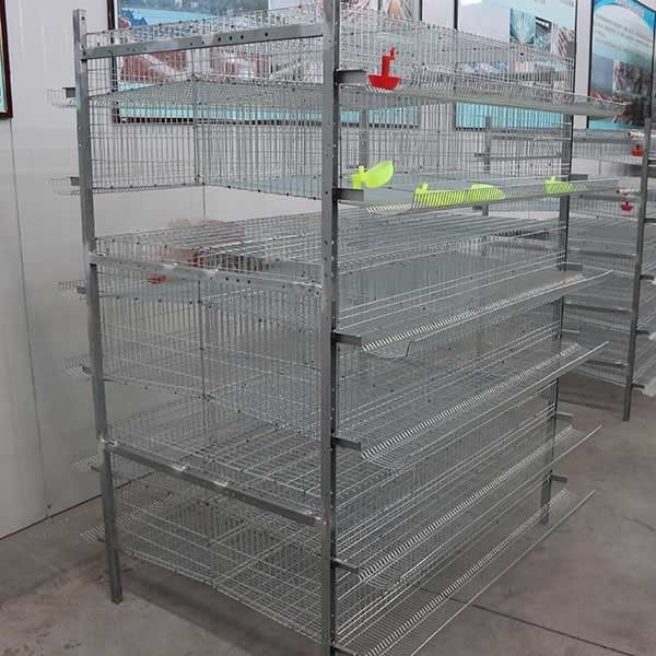 Type 6 système commandé automatisé par rangée de la cage H de 576 cailles de cailles