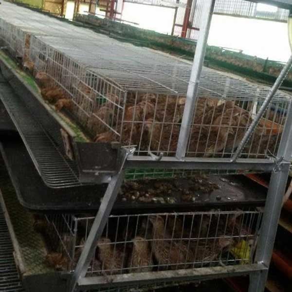 Moins de jambes tordant/cailles de blessure mettent en cage le coffre-fort pour des industries importantes d'élevage