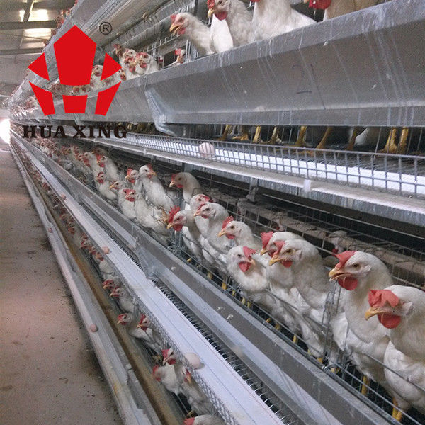 Cage de pose galvanisée à chaud de Hen Farming Equipments Layer Chicken d'oiseaux du fabricant de cage 90 - 160