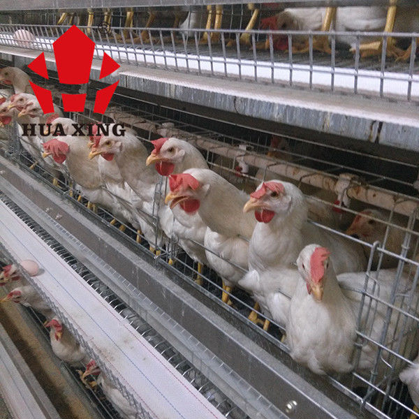 Cage de pose galvanisée à chaud de Hen Farming Equipments Layer Chicken d'oiseaux du fabricant de cage 90 - 160