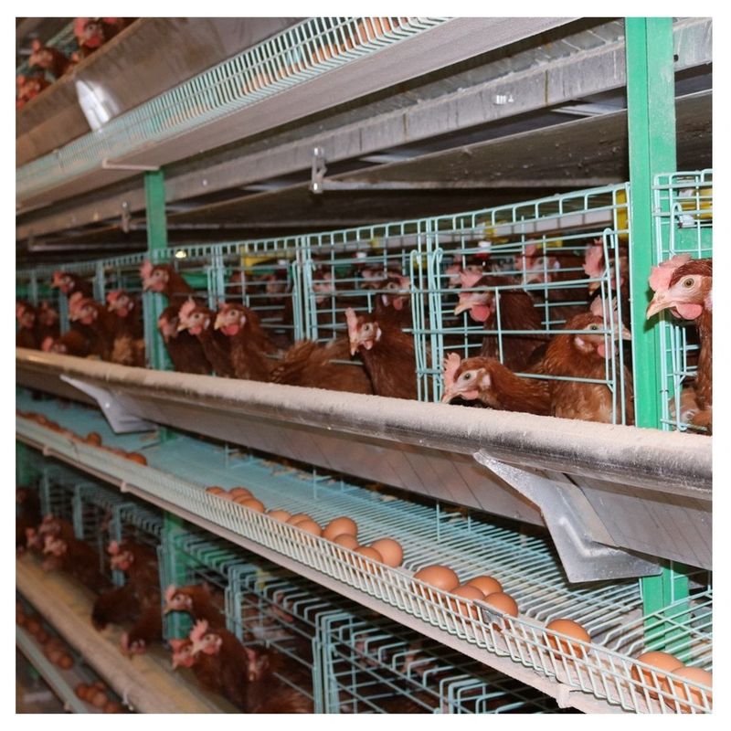 Plongement chaud de l'élevage 8 de portes de poulet à rôtir de bétail automatique de cage