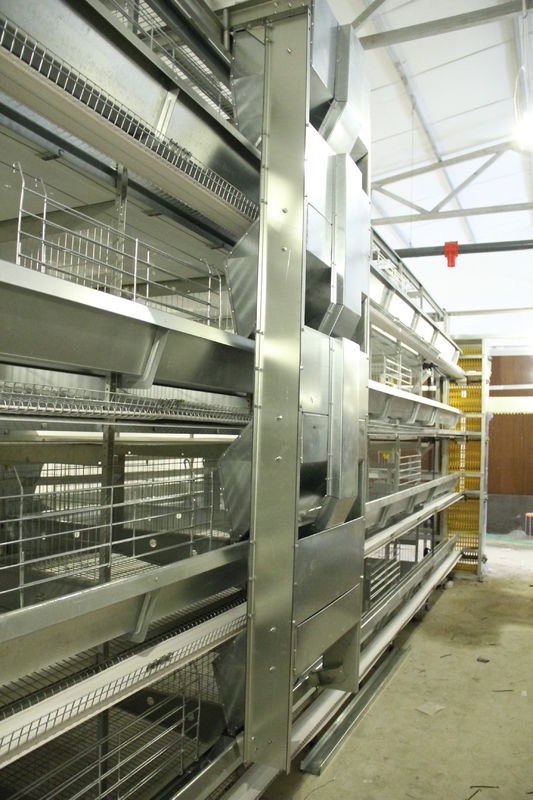 machine de marche galvanisée de conducteur d'immersion chaude de cage de ferme avicole d'oeufs de poulet de 4 rangées