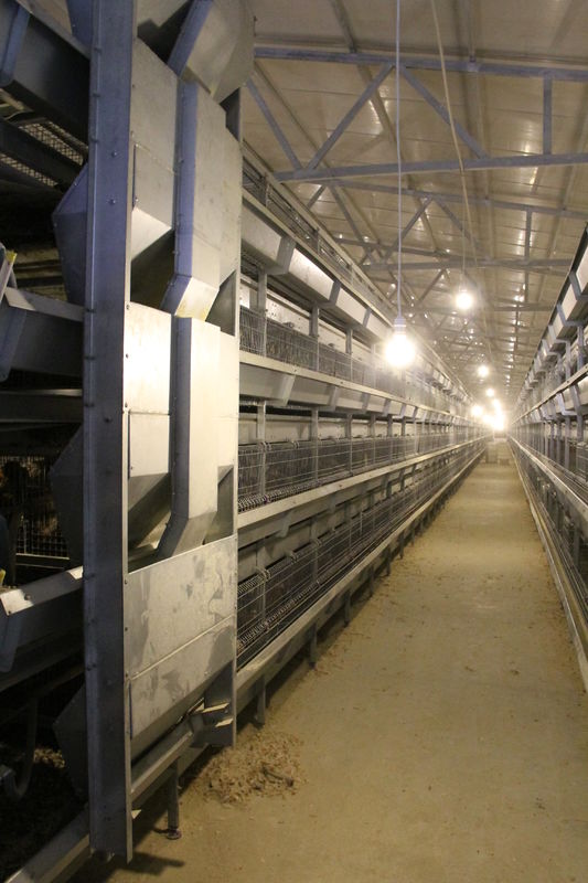 machine de marche galvanisée de conducteur d'immersion chaude de cage de ferme avicole d'oeufs de poulet de 4 rangées