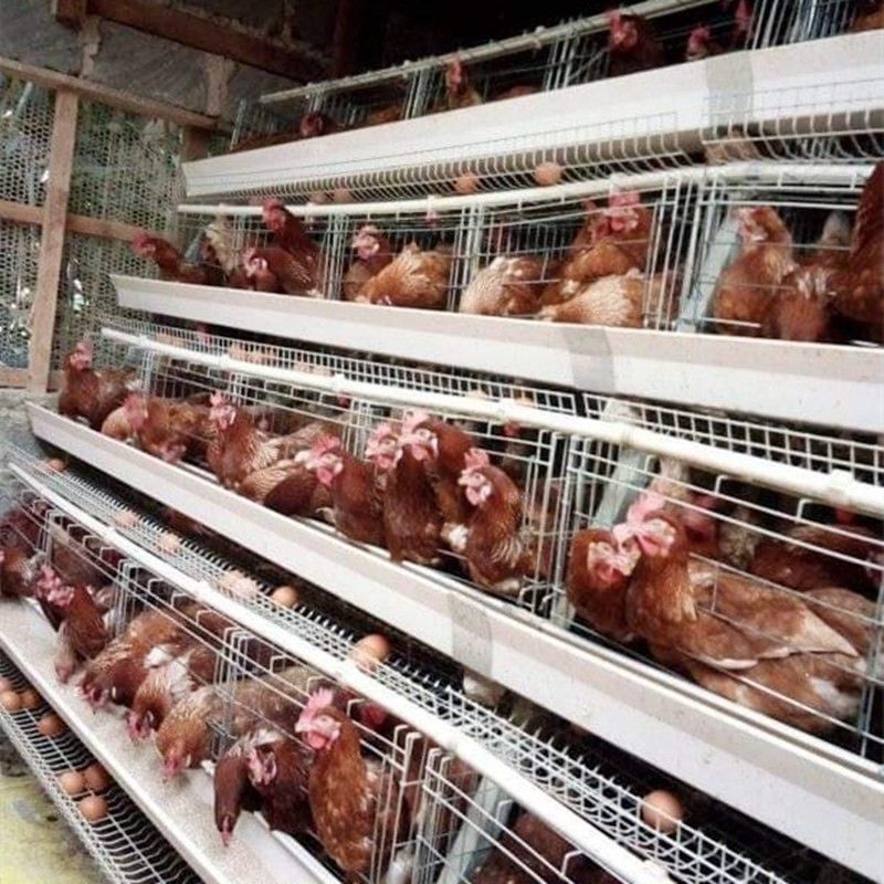 90/96/120/128/160 système de cage de poulet de volaille pondeuse d'oiseaux cultivant un type 3/4 cage de couche de batterie de rangées