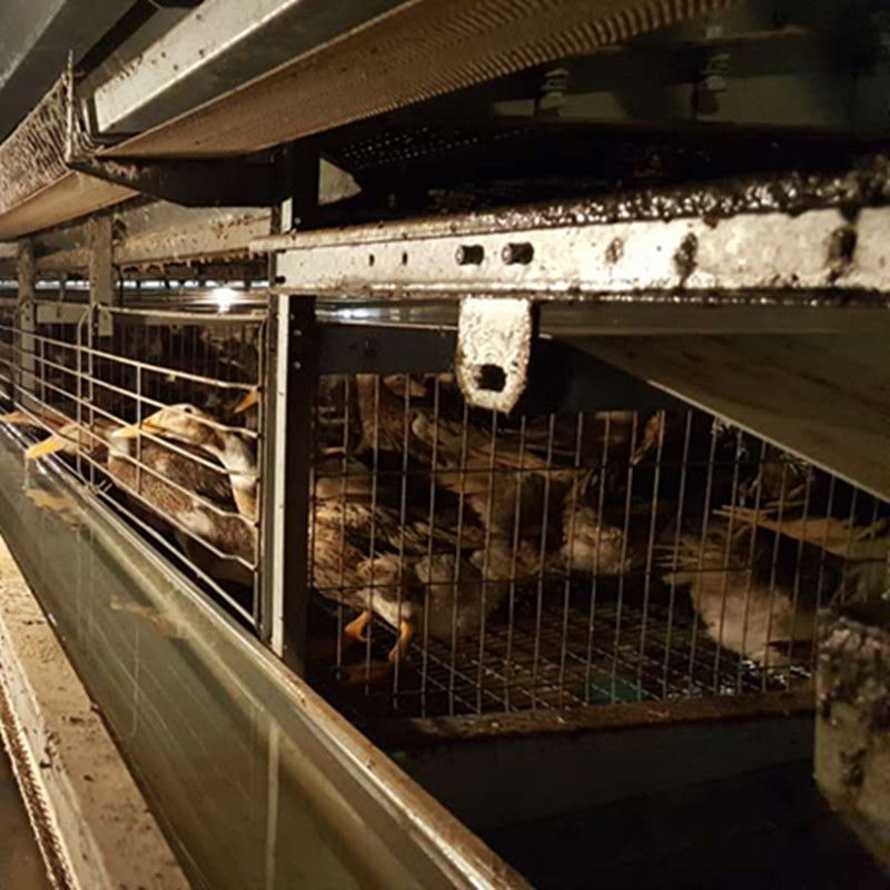 Type oeuf galvanisé à chaud Duck Poultry House Cages Egg Duck Cage de H de couche de 3/4tiers