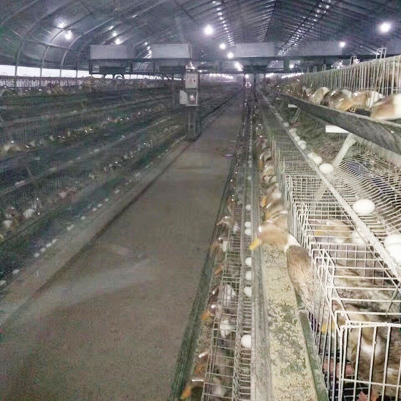 La couche d'équipements/oeufs d'aviculture met en cage/Duck Cage For Malaysia Farms en acier