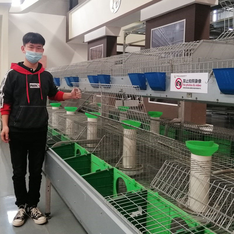 Cage commerciale galvanisée plongée chaude de lapin de batterie d'équipements de cage de ferme de lapin de cage de volaille de batterie de lapin de viande