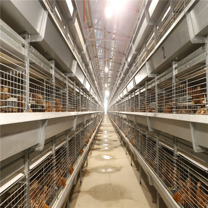 Les poussins d'un jour de batterie mettent en cage multiplier la cage de poulet pour le poussin de couche