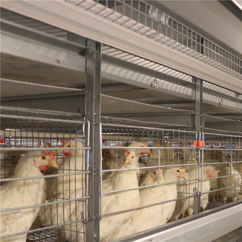 Cage antirouille de poulet de couche d'oeufs avec le système potable de alimentation de système