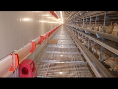 Cage de poulet de volaille personnalisée de 25 ans de durée de vie avec accessoires