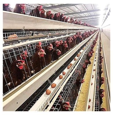 Les oiseaux de la ferme 120 160 oiseaux posent le poulet que la cage U forment l'acier