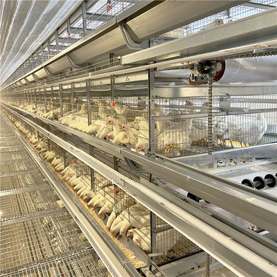 Cage galvanisée de poulet de couche d'oeufs d'aviculture pour 5000 oiseaux